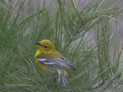 Pine Warbler (Warblers 2022)