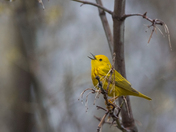 The American yellow Warbler (warblers 2022)