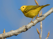The American yellow Warbler (warblers 2022)