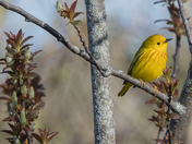 The American yellow Warbler (warblers 2022)
