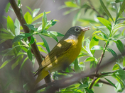Nashville Warbler (warblers 2022)
