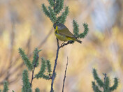 Nashville Warbler (warblers 2022)