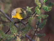 Nashville Warbler (warblers 2022)