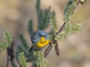 The Parula Warbler (Warblers 2022)