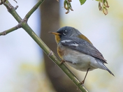 The Parula Warbler (Warblers 2022)