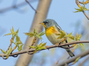 The Parula Warbler (Warblers 2022)