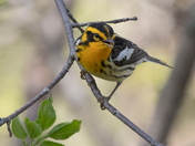 The Blackburnian warbler (Warblers 2022)