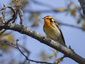 The Blackburnian warbler (Warblers 2022)