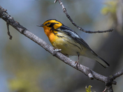 The Blackburnian warbler (Warblers 2022)