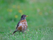 Lucistic Robin