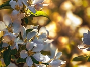 Sunlit Spring Flowers
