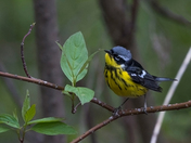 The Magnolia Warbler (Warblers 2022)