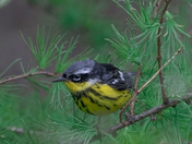 The Magnolia Warbler (Warblers 2022)