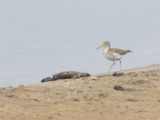 ted Sandpiper