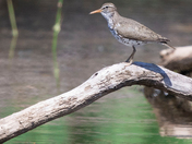 ted Sandpiper