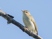 Red-Eyed Vireo
