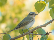 Red-Eyed Vireo