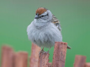 Chpping Sparrow 