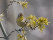 Palm Warbler (Warblers 2022)