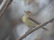 Palm Warbler (Warblers 2022)
