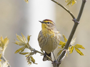 Palm Warbler (Warblers 2022)