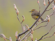 Palm Warbler (Warblers 2022)