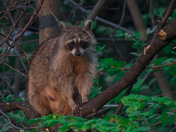 Mommy Racoon and Babies