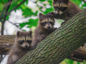 Mommy Racoon and Babies