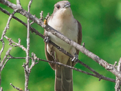 Black-Billed Cuckoo