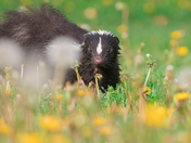 Skunky friendly 