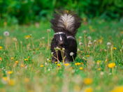 Skunky friendly 