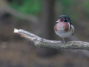 Wooduck on a branch