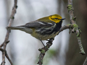 Black-throated warbler (Warblers 2022)