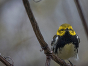 Black-throated warbler (Warblers 2022)