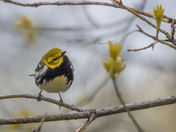 Black-throated warbler (Warblers 2022)