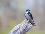 Tree Swallows 2022