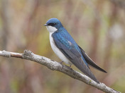 Tree Swallows 2022