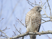 Broad-winged hawk