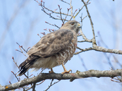 Broad-winged hawk
