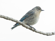 Female Mountain blue bir