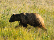 Grizzly in the grass