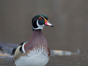 Woodduck of 2022