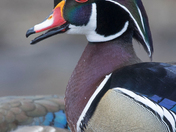 Woodduck of 2022