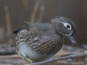 Woodduck of 2022