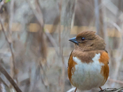 Female Towhee 