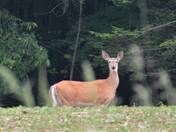 Feeding Before the Rain 