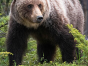 Grizzly Bear portrait 