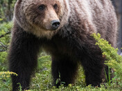 Grizzly Bear portrait 