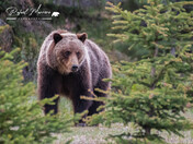Grizzly Bear portrait 