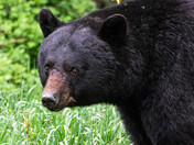 Black Bear Boar in the Mountains 
